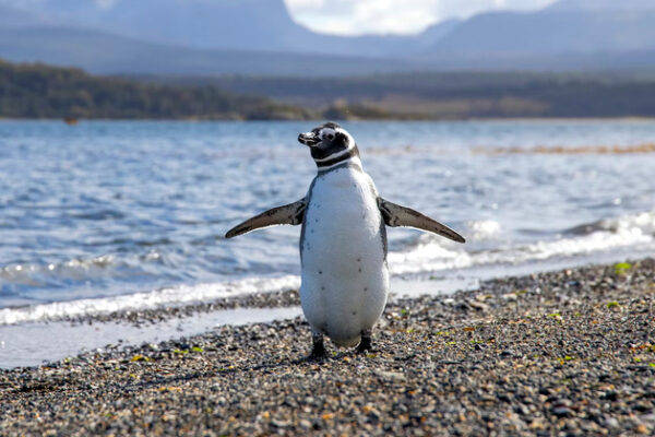 Что вместо Windows 10? См. Свободные предложения из мира Linux и выясните, каких распределений избегать в начале