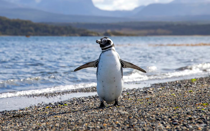 Что вместо Windows 10? См. Свободные предложения из мира Linux и выясните, каких распределений избегать в начале