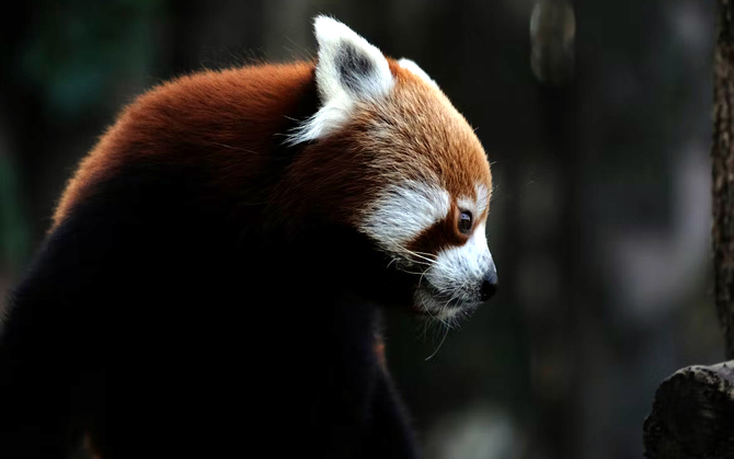 Mozilla Firefox, Windows и новые технологии. Последний скоро появится в версии для других систем