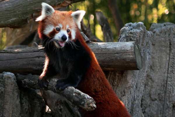 Firefox 143.0 Бета. Какие изменения сделали Мозилла? Новости для Windows, Android, Linux и MacOS
