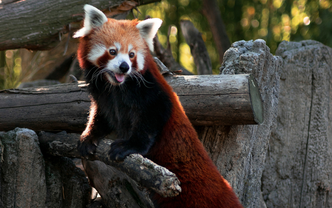 Firefox 143.0 Бета. Какие изменения сделали Мозилла? Новости для Windows, Android, Linux и MacOS