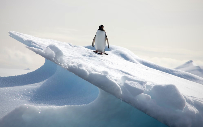 Linux с рекордным участием в Польше и Европе. Альтернатива Windows никогда не была такой популярной