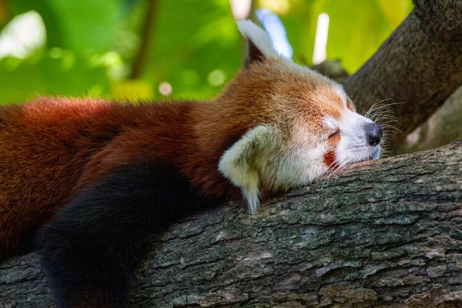 Браузер Firefox теперь может воспроизводить файлы MKV. Mozilla добавляет поддержку стандарту Matroska, хотя есть некоторые ограничения