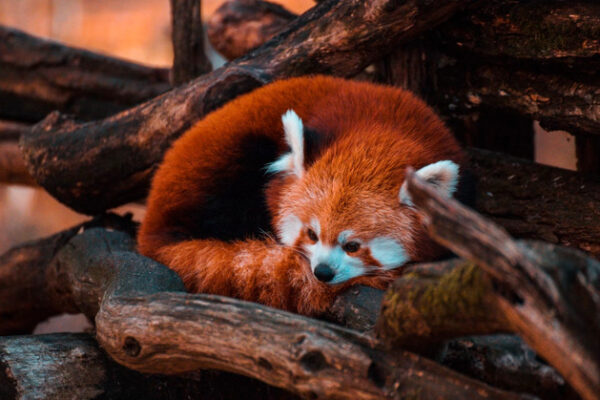 Firefox позволит вам быстрее что-то проверить в адресной строке. Новая функция ориентирована на конфиденциальность пользователей.