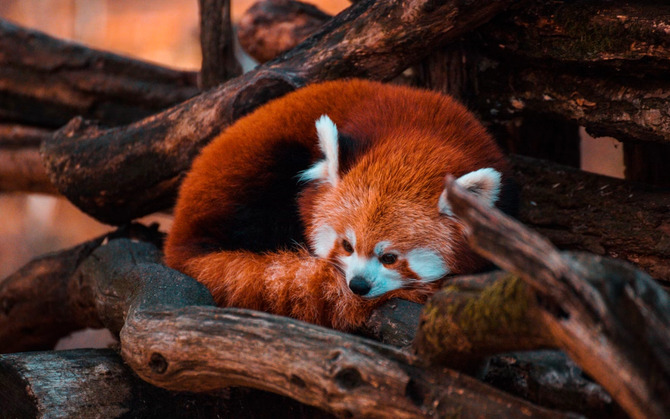 Firefox позволит вам быстрее что-то проверить в адресной строке. Новая функция ориентирована на конфиденциальность пользователей.