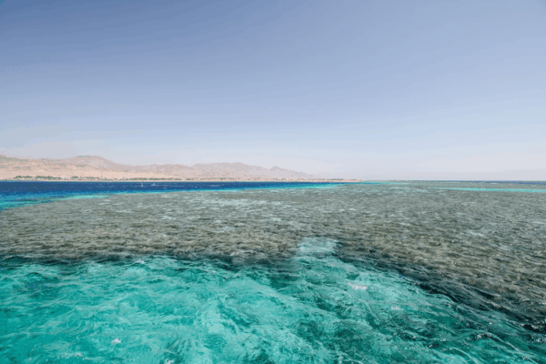 Кризис в Красном море влияет на проекты подводного интернет-кабеля Google Meta и других компаний.