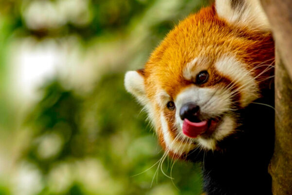 Браузер Firefox опирается на искусственный интеллект. Однако пользователям будет предоставлен выбор, хотят ли они использовать связанные функции.