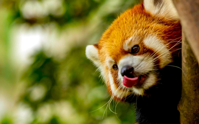 Браузер Firefox опирается на искусственный интеллект. Однако пользователям будет предоставлен выбор, хотят ли они использовать связанные функции.