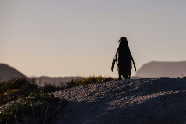 Чем Linux отличается от Windows? Новая системная статистика с рынка ПК за февраль 2026 года