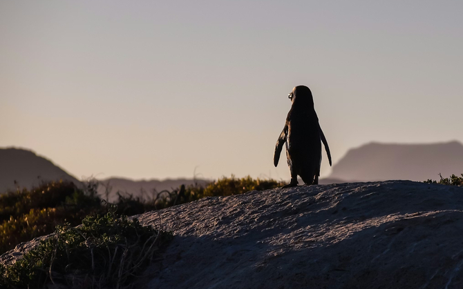 Чем Linux отличается от Windows? Новая системная статистика с рынка ПК за февраль 2026 года